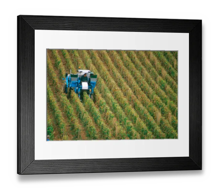 Framed Print : Grape harvest in central France. french, france, francaise, francais, europe Framed Print : Grape harvest in central France. french, france, francaise, francais, europe