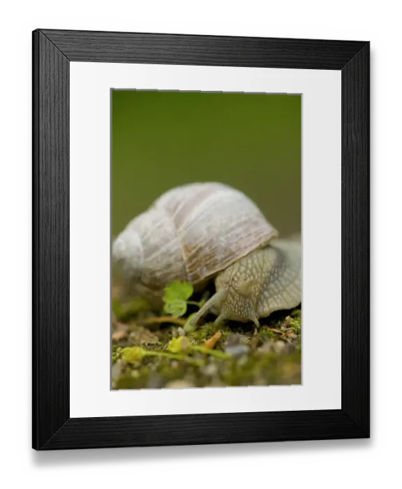 Framed Print : snail, Czech Republic, Ceske Budejovice Framed Print : snail, Czech Republic, Ceske Budejovice
