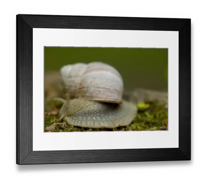 Framed Print : snail, Czech Republic, Ceske Budejovice Framed Print : snail, Czech Republic, Ceske Budejovice