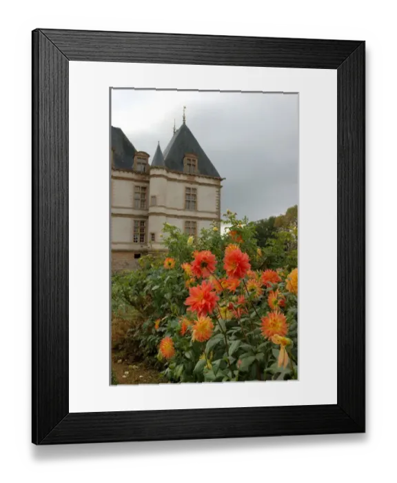 Framed Print : 03. France, Burgundy, Cormatin, Chateau de Cormatin, asters in garden Framed Print : 03. France, Burgundy, Cormatin, Chateau de Cormatin, asters in garden