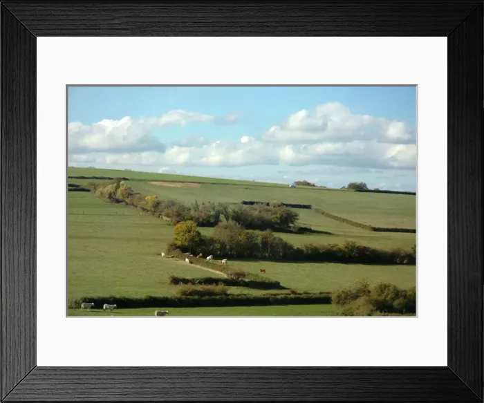 Framed Print : 03. France, Burgundy, cattle grazing on hills near Beaune Framed Print : 03. France, Burgundy, cattle grazing on hills near Beaune