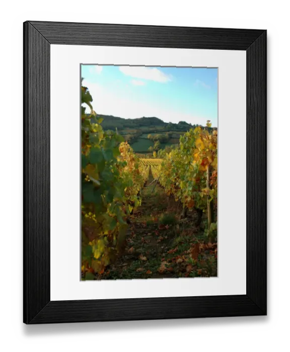 Framed Print : 03. France, Maconnais Region, Autumn morning in Pouilly-Fuisse vineyards Framed Print : 03. France, Maconnais Region, Autumn morning in Pouilly-Fuisse vineyards