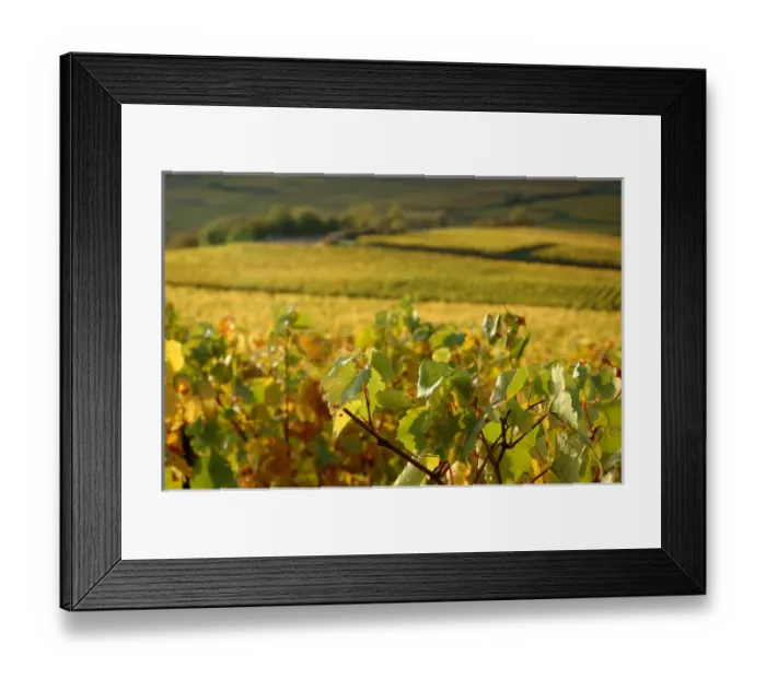 Framed Print : 03. France, Maconnais Region, Autumn morning in Pouilly-Fuisse vineyards Framed Print : 03. France, Maconnais Region, Autumn morning in Pouilly-Fuisse vineyards