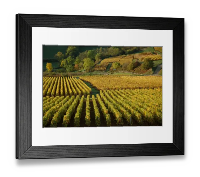 Framed Print : 03. France, Maconnais Region, Autumn morning in Pouilly-Fuisse vineyards