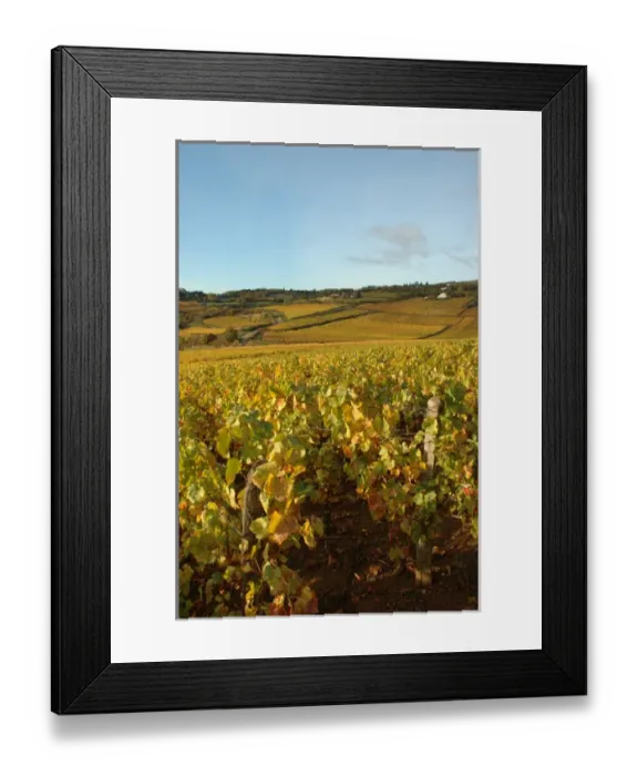 Framed Print : 03. France, Maconnais Region, Autumn morning in Pouilly-Fuisse vineyards Framed Print : 03. France, Maconnais Region, Autumn morning in Pouilly-Fuisse vineyards