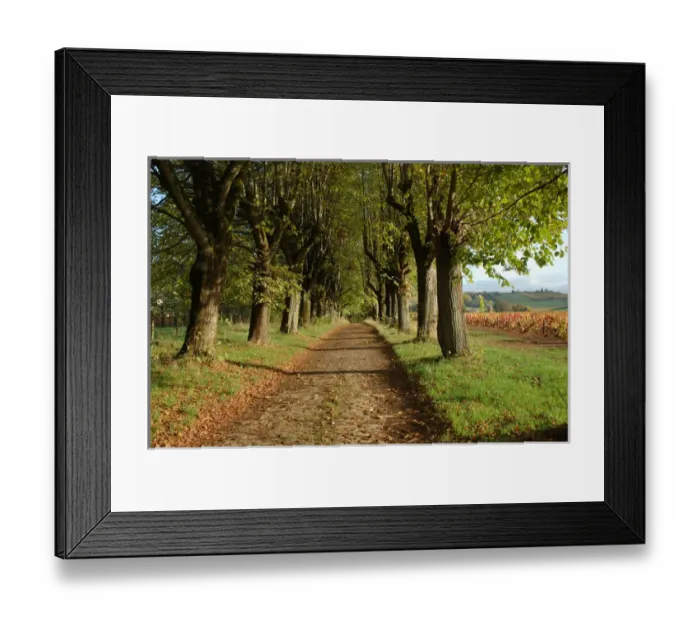 Framed Print : 03. France, Burgundy, Maconnais region, Chateau de Pierreclos, tree-lined entrance