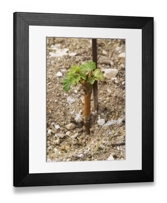 Framed Print : a very young vine first year after plantation in sandy soil at the experimental vineyard Framed Print : a very young vine first year after plantation in sandy soil at the experimental vineyard