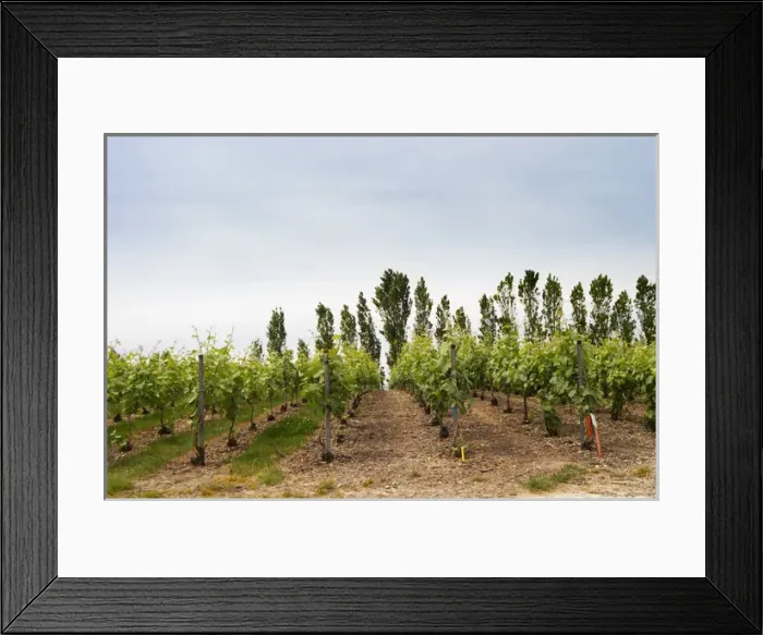Framed Print : Experiment with chemical weed killer to the right where there is now grass or weed between the rows