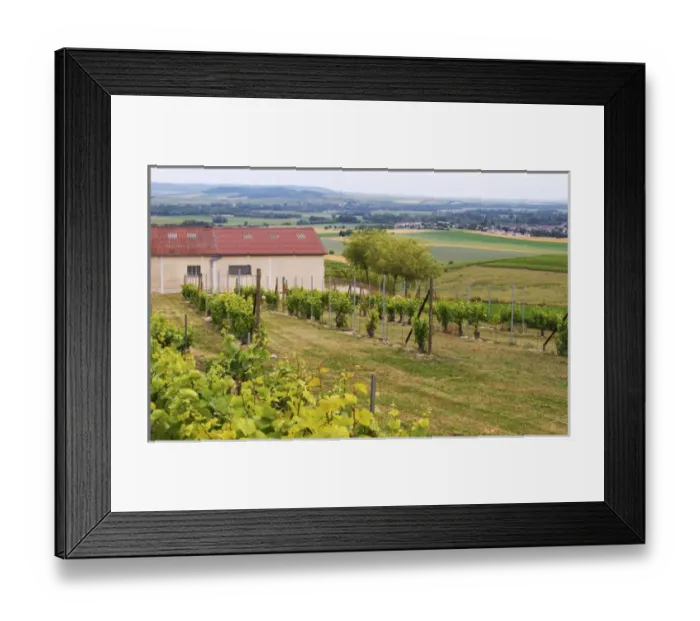 Framed Print : A view over the mother vines or even grand mother vines that are the source for new plants Framed Print : A view over the mother vines or even grand mother vines that are the source for new plants