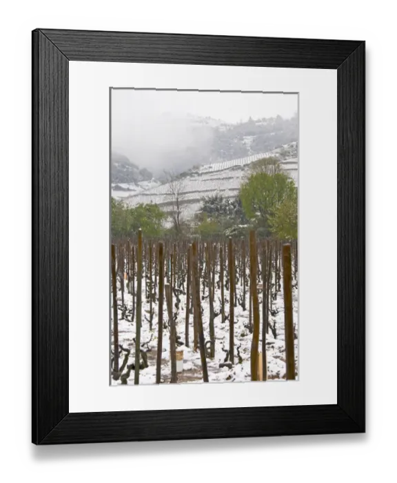 Framed Print : Cornas. Vineyards under snow in seasonably exceptional weather in April 2005. Cornas