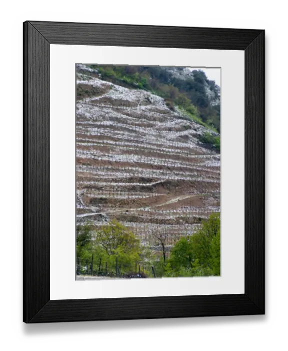 Framed Print : Saint Joseph. Vineyards under snow in seasonably exceptional weather in April 2005 Framed Print : Saint Joseph. Vineyards under snow in seasonably exceptional weather in April 2005