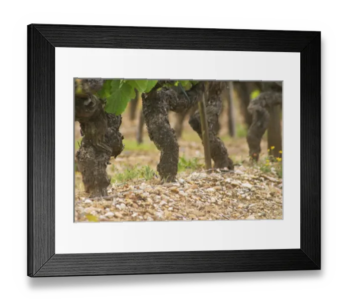 Framed Print : A row of old vines in the typical gravelly sandy Graves soil Chateau Bouscaut Cru