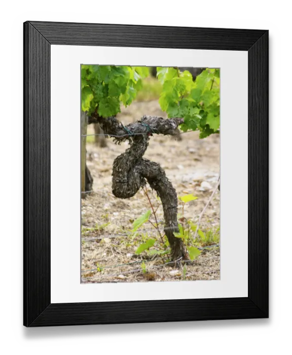 Framed Print : A merlot vine in a funny shape with some shoots from the root stock Chateau Bouscaut Framed Print : A merlot vine in a funny shape with some shoots from the root stock Chateau Bouscaut