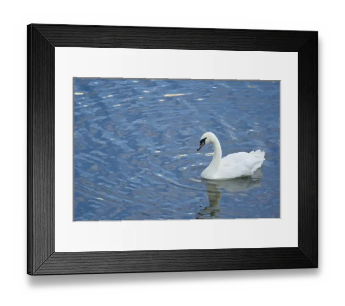 Framed Print : A Trumpeter Swan, (Cygnus buccinator) swimming in the Vltava River, Prague, Capital city of Czech Framed Print : A Trumpeter Swan, (Cygnus buccinator) swimming in the Vltava River, Prague, Capital city of Czech