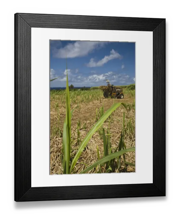 Framed Print : France, Reunion Island, South Reunion, St-Philippe, sugar cane field Framed Print : France, Reunion Island, South Reunion, St-Philippe, sugar cane field