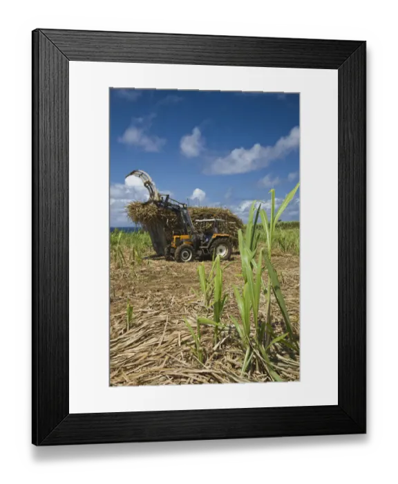 Framed Print : France, Reunion Island, South Reunion, St-Philippe, sugar cane field