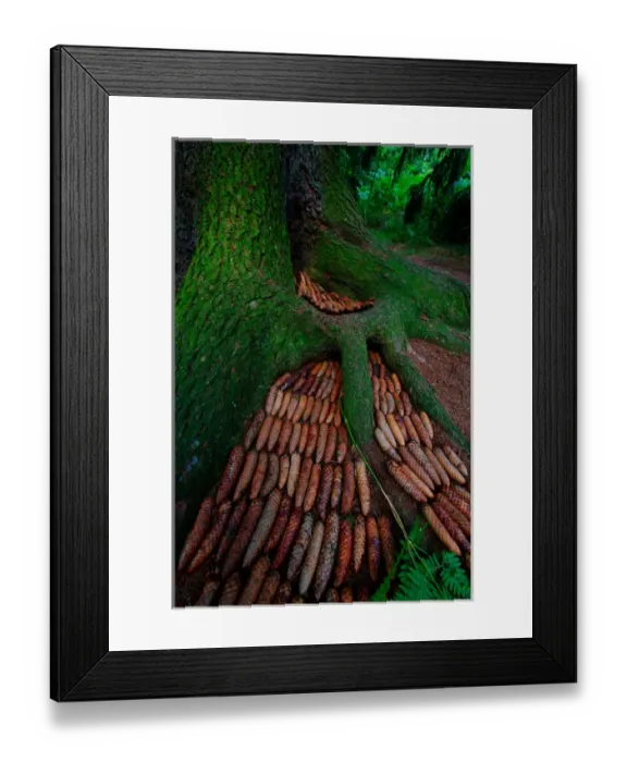 Framed Print : Germany, pine cones arranged in pattern