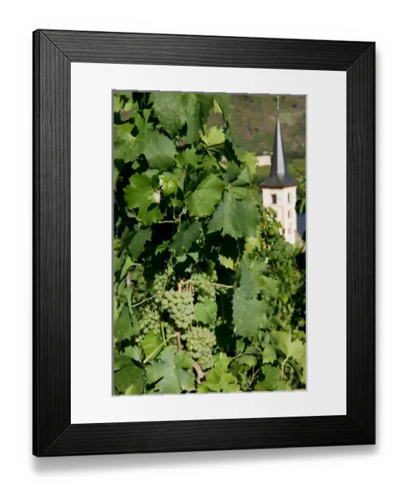 Framed Print : Village church, vineyard, Mosel Valley, Rhineland Palatinate, Germany