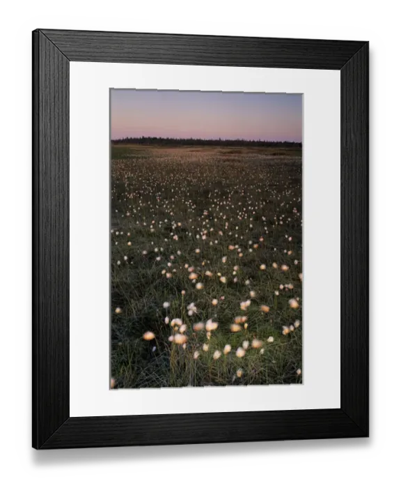 Framed Print : Cotton Grass, Eriophorum vaginatum, seeds, Urho Kekkonen National Park, Finland Framed Print : Cotton Grass, Eriophorum vaginatum, seeds, Urho Kekkonen National Park, Finland