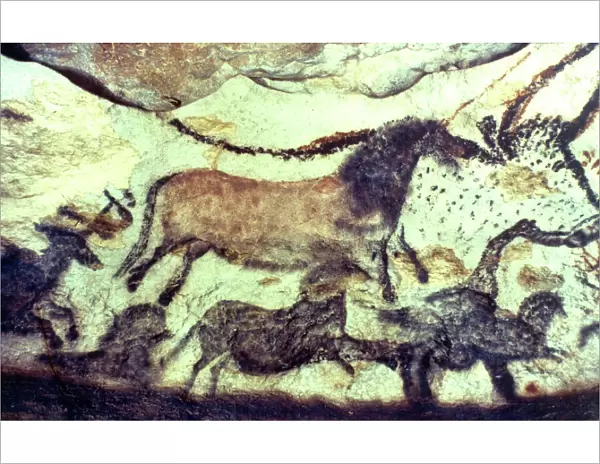 Lascaux cave painting. Bulls & horses. Copyright: aA Collection Ltd