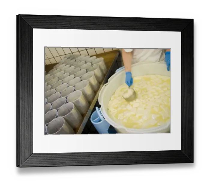Framed Print : France, Briouze, Gillot Dairy, production of camembert cheese Framed Print : France, Briouze, Gillot Dairy, production of camembert cheese