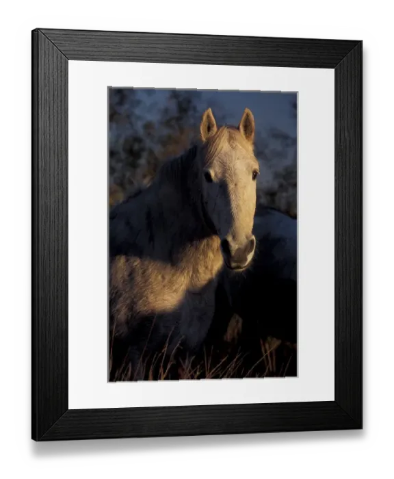 Framed Print : Europe, France, Ile de la Camargue, Camargue horse (Equus caballus) Framed Print : Europe, France, Ile de la Camargue, Camargue horse (Equus caballus)