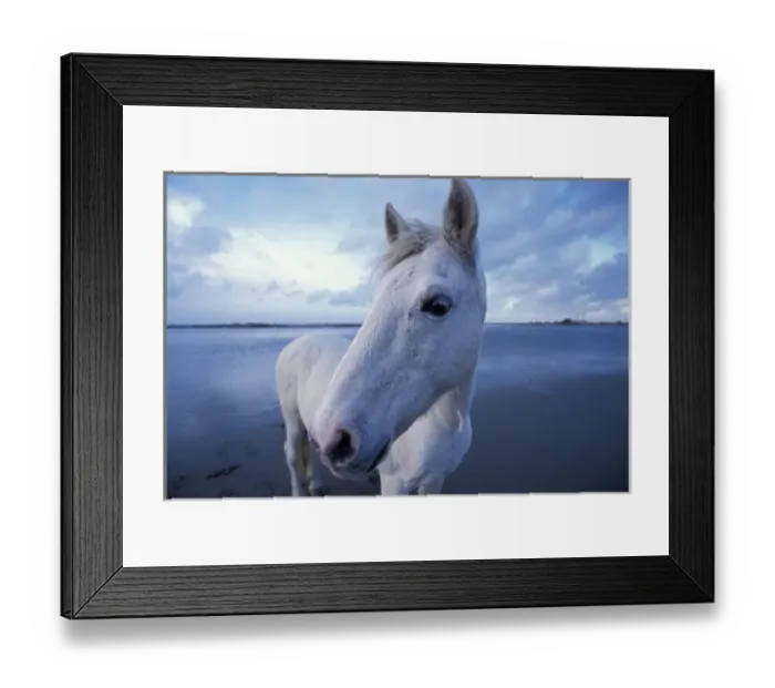 Framed Print : Europe, France, Ile de la Camargue, Camargue horse (Equus caballus) Framed Print : Europe, France, Ile de la Camargue, Camargue horse (Equus caballus)