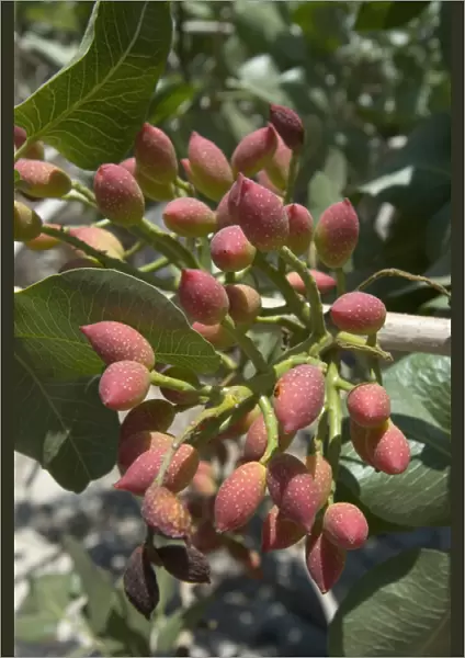 Europe, Greece, Dodecanese Islands, Tilos: pistacchio nuts growing on tree