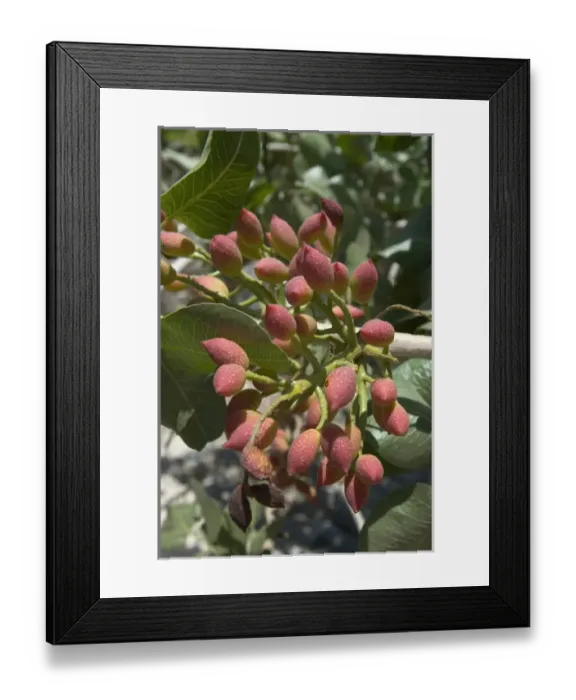 Framed Print : Europe, Greece, Dodecanese Islands, Tilos: pistacchio nuts growing on tree Framed Print : Europe, Greece, Dodecanese Islands, Tilos: pistacchio nuts growing on tree