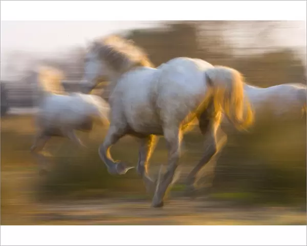 France, Provence. White Camargue horses highlighted by sunlight while running. Credit as