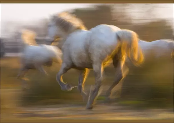 France, Provence. White Camargue horses highlighted by sunlight while running. Credit as