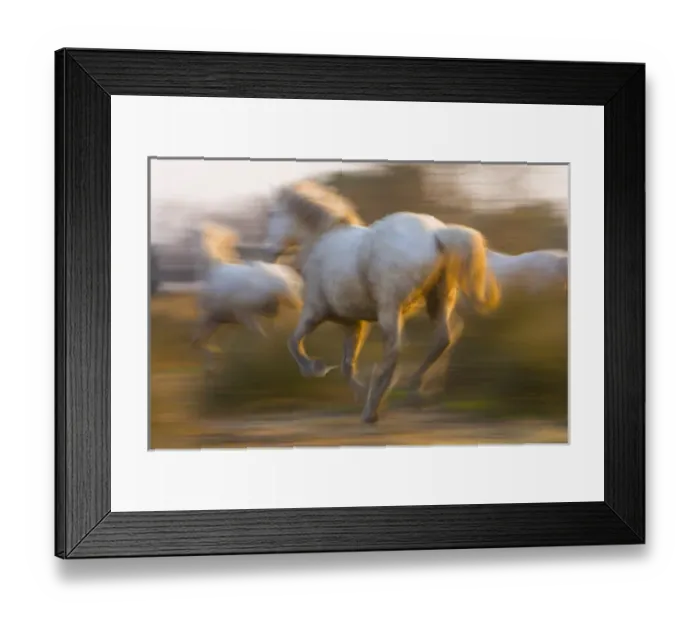 Framed Print : France, Provence. White Camargue horses highlighted by sunlight while running. Credit as