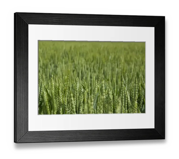 Framed Print : France, Normandy. Wheat field