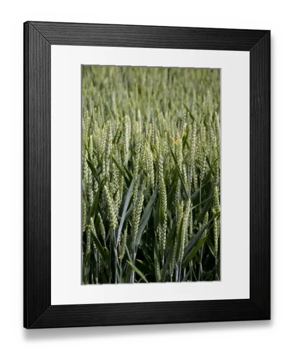 Framed Print : France, Normandy Framed Print : France, Normandy