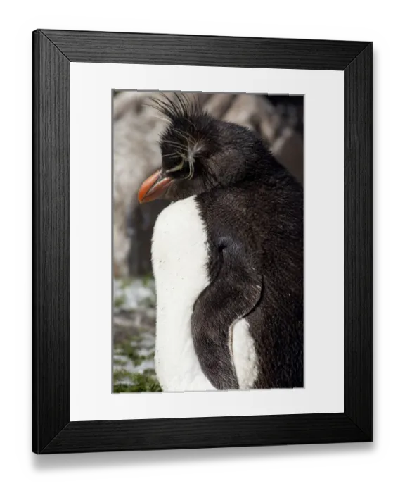 Framed Print : Falkland Islands, West Falkland, Saunders Island. Southern Rockhopper penguin (wild