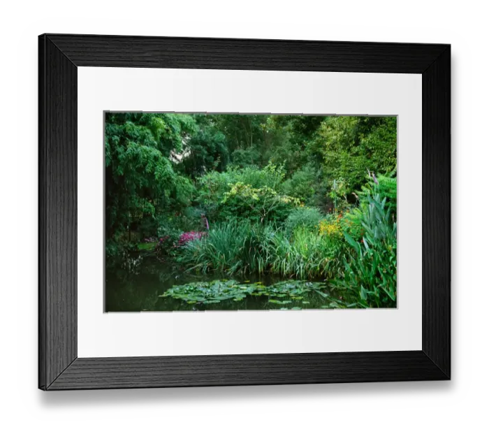 Framed Print : Claude Monets garden pond in Giverny, France Framed Print : Claude Monets garden pond in Giverny, France