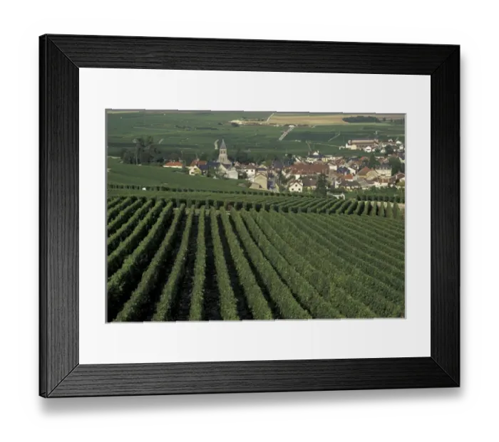 Framed Print : Europe, France, Marne, Oger Champagne vineyards Framed Print : Europe, France, Marne, Oger Champagne vineyards