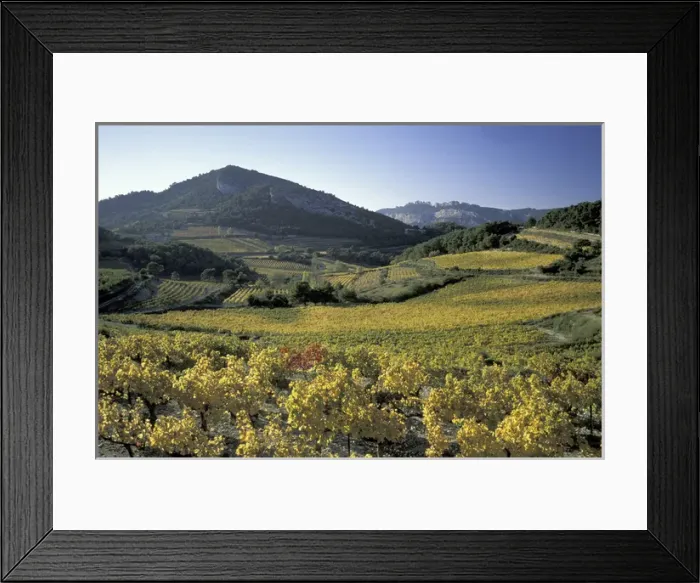 Framed Print : Europe, France, Vaucluse Dentelles de Montmirail Provence vineyards in autumn Framed Print : Europe, France, Vaucluse Dentelles de Montmirail Provence vineyards in autumn