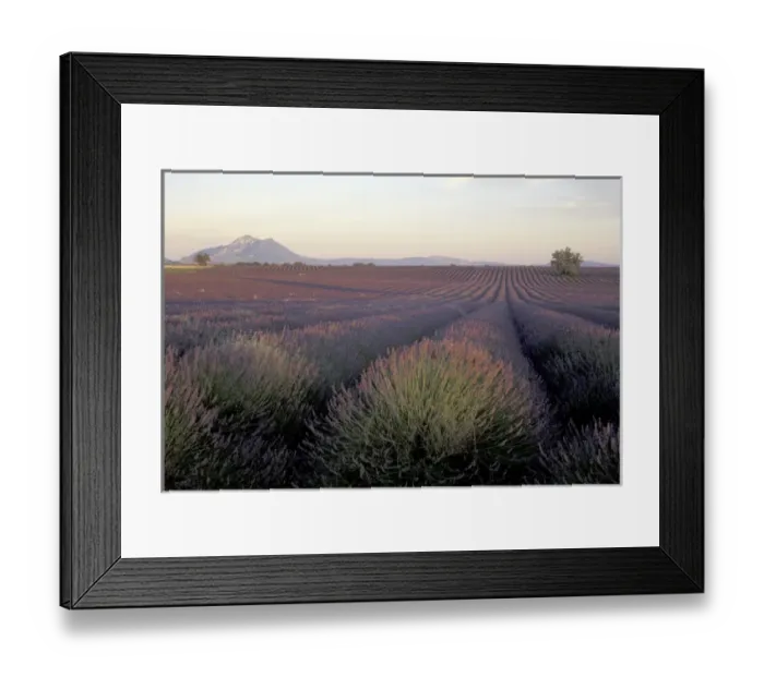 Framed Print : Europe, France, Provence. Lavender fields
