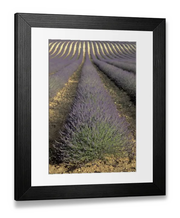 Framed Print : Europe, France, Provence. Lavender fields Framed Print : Europe, France, Provence. Lavender fields