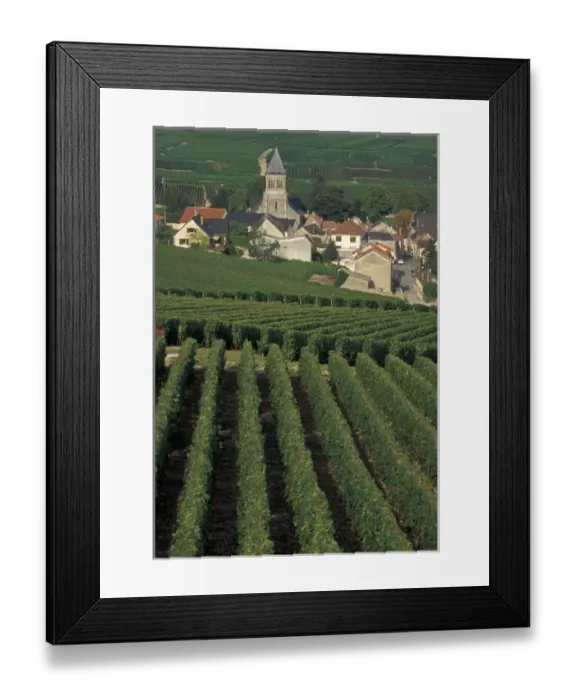 Framed Print : EU, France, Oger, Marne, Champagne, vineyards Framed Print : EU, France, Oger, Marne, Champagne, vineyards