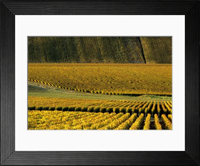 Framed Print : Vineyard; Chablis; Yonne; Burgundy; France; autumn Framed Print : Vineyard; Chablis; Yonne; Burgundy; France; autumn