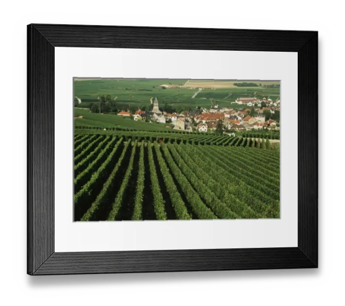 Framed Print : France, Oger, Marne Champagne, Vine field Framed Print : France, Oger, Marne Champagne, Vine field