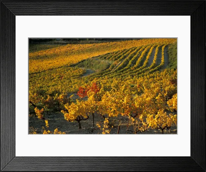 Framed Print : EU, France, Provence, Vaucluse. Vineyards in autumn Framed Print : EU, France, Provence, Vaucluse. Vineyards in autumn