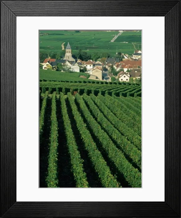 Framed Print : Vineyards around Oger, Marne, Champagne, France Framed Print : Vineyards around Oger, Marne, Champagne, France