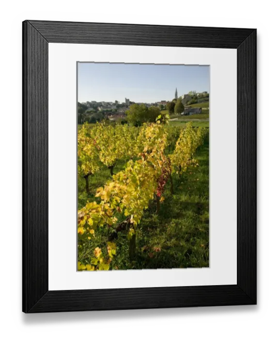 Framed Print : Vineyards in autumn, St Emilion, Gironde, le Bordelais, France Framed Print : Vineyards in autumn, St Emilion, Gironde, le Bordelais, France