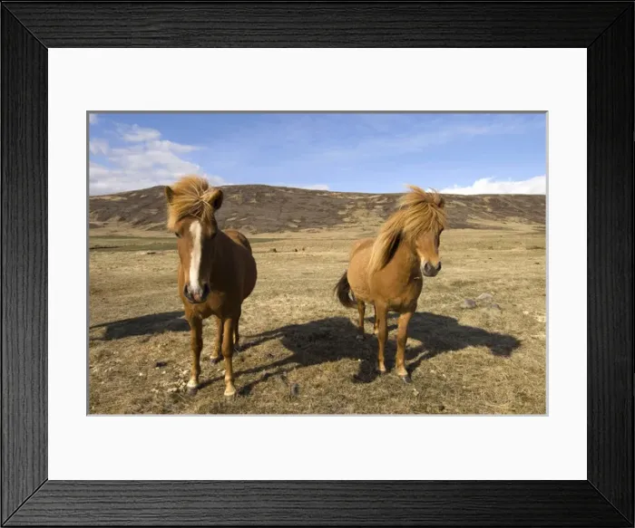 Framed Print : Icelandic horses, Snaefellsnes Peninsula, Iceland