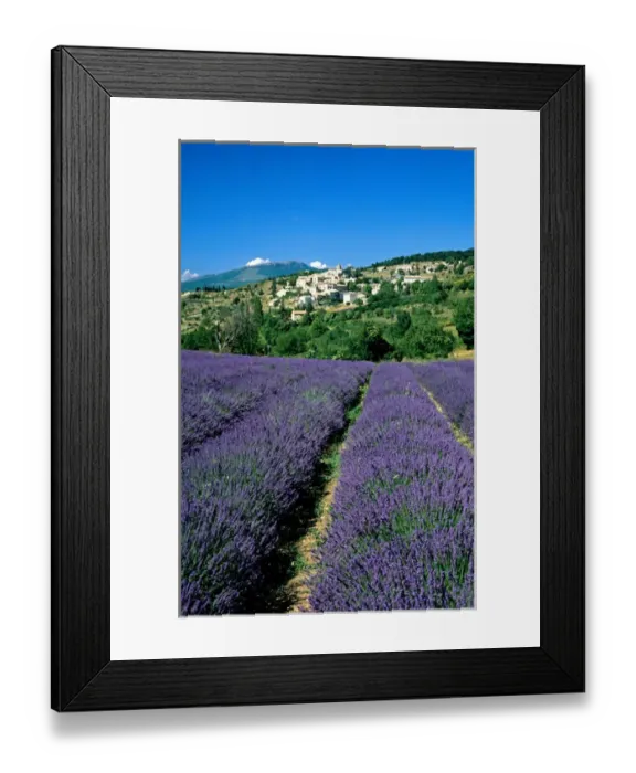 Framed Print : Lavender field, village of Aurel, Vaucluse, Provence, France Framed Print : Lavender field, village of Aurel, Vaucluse, Provence, France