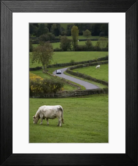 Framed Print : Charolais cattle at pasture, Saone et Loire, Burgundy, France Framed Print : Charolais cattle at pasture, Saone et Loire, Burgundy, France