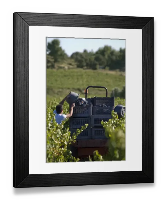 Framed Print : Vendange in Vaucluse, vine harvest, Provence, France